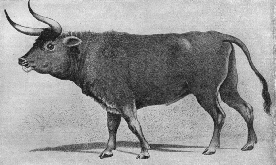 上图：16世纪的原牛（Aurochs）画像。原牛是一种已灭绝的野牛，是古代西亚和欧洲的重要猎物，最后一只于1627年在波兰灭绝。英文KJV译本根据七十士译本和武加大拉丁译本，把「Rĕ'em/רְאֵם」（民二十三22）译为「独角兽 Unicorn」。19世纪瑞士动物学家Johann Ulrich Duerst根据阿卡德楔形文字中的同源字「Rimu」，辨别出「Rĕ'em/רְאֵם」就是原牛，现在被普遍接受，所以现代译本一般译为「野牛」。