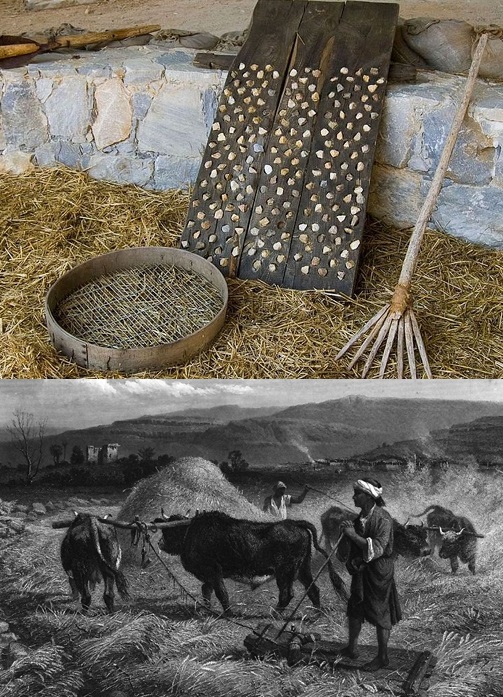 上图：「有快齿打粮的新器具」（赛四十一15），是打谷用的木制脱粒板。在类似雪橇的木板下面装着金属片或石片，人站在上面，用牲畜拖着辗过谷粒，把谷壳辗碎。