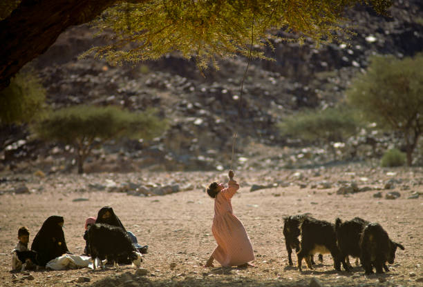 上图:一位贝都因游牧民族的女孩正从柽柳树上收集树叶喂山羊。