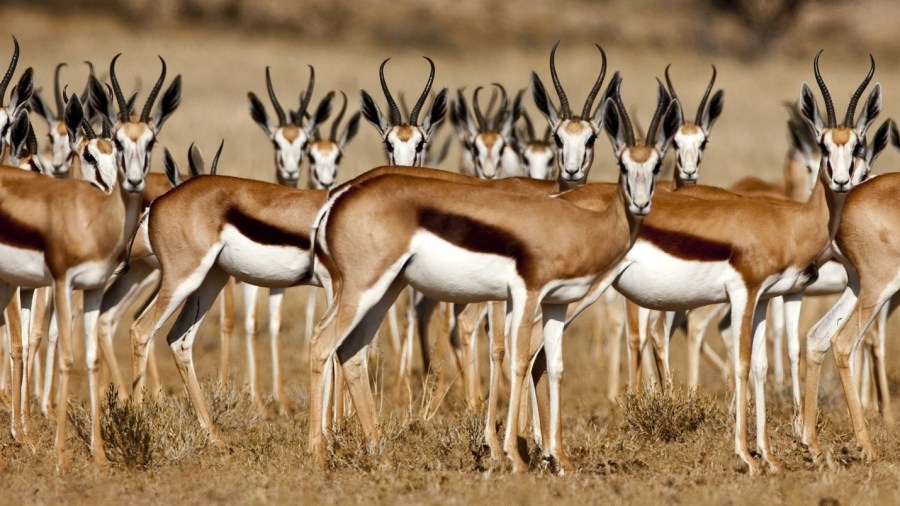 上图：以色列瞪羚（Israeli gazelle）是以色列的国家动物（National Animal of Israel），也被称为山区瞪羚，属于羚羊亚种，以色列瞪羚以嫩草和树皮为食，身材苗条，脖子长，后腿比前腿长。