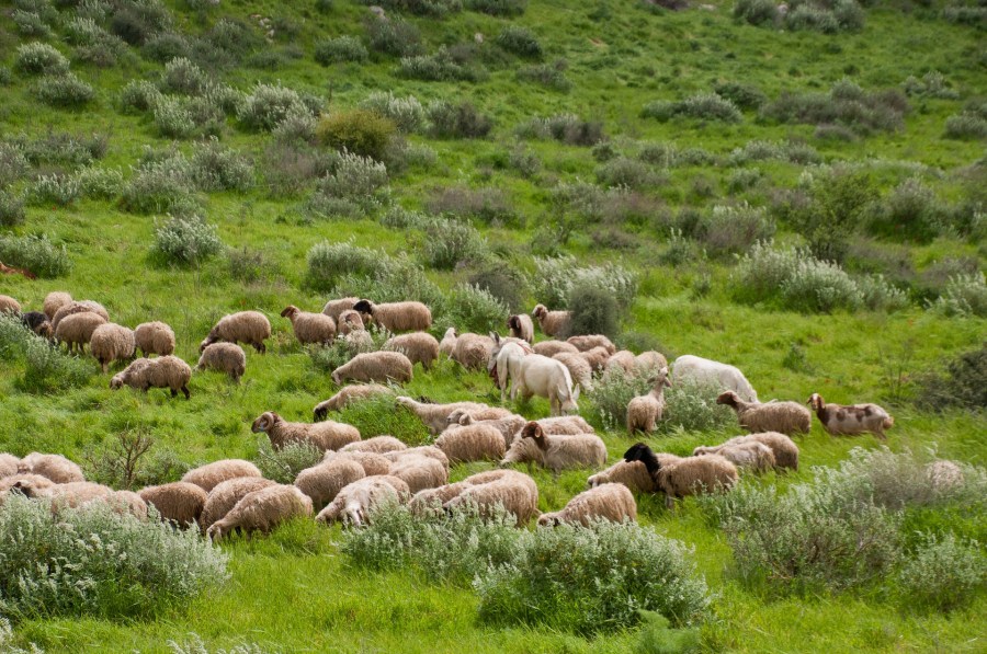 上图：以色列草场上的羊。