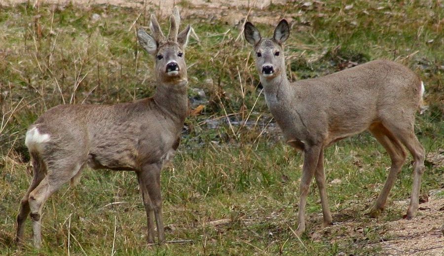 上图：以色列迦密山自然保护区的一对西方狍（Roe deer）。西方狍被认为就是申命记和雅歌中的鹿。