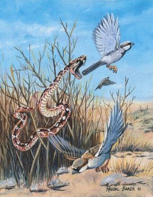 上图：剧毒的锯鳞蛇（saw-scale viper）会跳起来攻击，被咬中后伤口灼痛，可能就是「火焰的飞龙」（赛三十6）。西奈半岛和以色列的旷野里都生活着彩锯鳞蝰（Echis coloratus）。