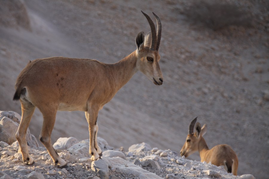 上图：生活在隐基底旷野的努比亚母山羊（Nubian ibex），可能就是圣经中常常提到的母鹿（伯三十九1；箴五19）。
