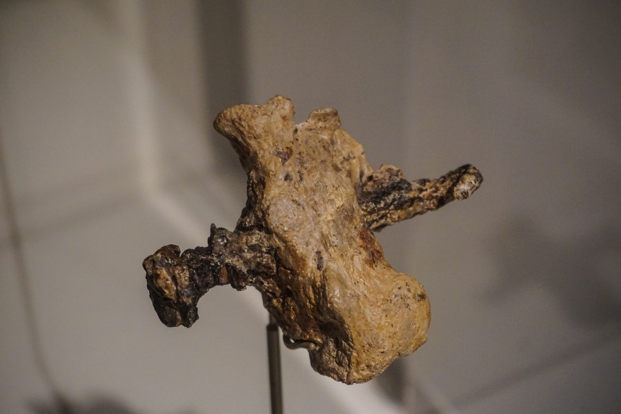 上图：一块被铁钉穿过的右脚后跟骨，在被耶路撒冷的一个主后一世纪的墓穴中被发现，现藏于耶路撒冷的以色列博物馆。到目前为止，这是十字架酷刑的唯一考古证据，根据这块骨头可以重建被钉在十字架上的方法：腿被钉在十字架的两侧，手被绑在或钉在横梁上。