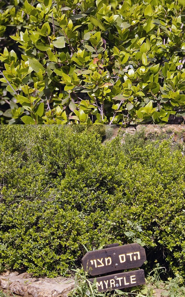 上图：生长于以色列但遗址的香桃木（Myrtle tree），「番石榴树」（亚一8）就是一种过去普遍生长于以色列的常绿香桃木。枣椰树（לולב，lulav）叶子、 香桃木（הדס，hadass）枝条、柳树（ערבה ，aravah）枝条和香橼（אתרוג，etrog）果实，是住棚节四祥植物（Four species，利二十三40；尼八15）。