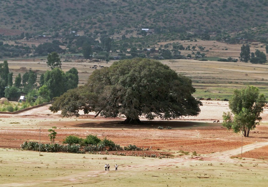 上图：一棵埃塞俄比亚的大桑树。以色列的桑树（Sycamine tree）指西克莫无花果树（sycamore fig），是一种桑科榕属聚果榕亚属的榕树，是广义上的无花果，树叶像桑树叶，果子像无花果，味道不同于普通的无花果，甜度一般但香味浓郁。桑树可以高达20米，