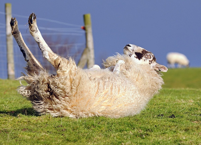 上图：在牧场上经常会看到绵羊四脚朝天躺在地上，通常是因为滑倒、过肥、过重或怀孕。绵羊无法自己翻身，它会一直躺在地上，直到成为食肉动物的猎物。即使没有猛兽，绵羊胃里的草也会发酵产生气体，躺倒的羊无法排出胃里的气体，最后气体压迫肺，使绵羊窒息而死。因此，这时需要有人帮助它翻转过来。绵羊翻身以后，可能会晕一会儿，然后就会跑到其它同伴中间。正如诗二十三3所说：「祂使我的灵魂苏醒」。
