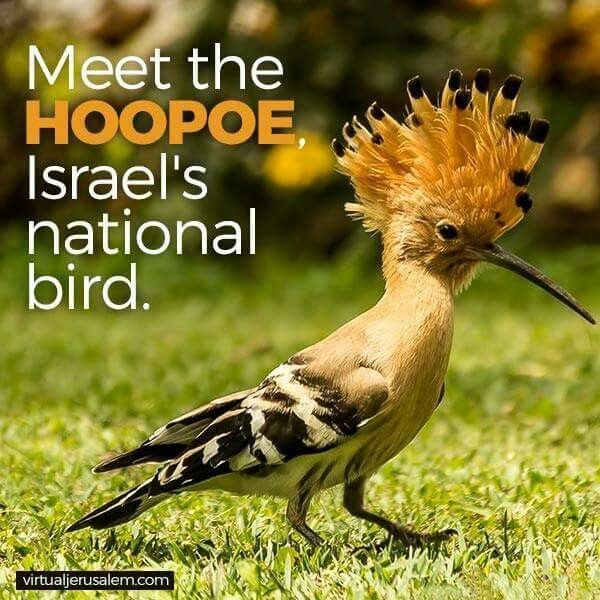上图：戴鵀（Hoopoe）是以色列常见的一种鸟，又叫戴胜，有美丽的羽毛，2008年被选为以色列的国鸟。戴胜的母鸟不处理雏鸟的粪便，孵卵期间又从尾部腺体中排出一种黑棕色的油状液体，因此以巢恶臭闻名。戴胜也是金门县的县鸟，常栖息在破墓穴中，金门人称之为墓坑鸟。