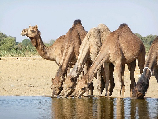 上图：一群中东的单峰骆驼（Dromedary）在水槽饮水。骆驼的水存储在血液中，喝足水后可以坚持三周。哺乳动物的血红细胞通常是圆形的，而骆驼的血红细胞是椭圆形的，在脱水（Dehydration）状态下仍可以流动，在饮用大量水时也不会因渗透性的巨变（High osmotic variation）而破裂。一头成年的单峰骆驼一次可以喝下100-150公升水，甚至可以3分钟喝200公升水。因此，「十匹骆驼」（创二十四10）需要1-2吨水才能「喝足」（创二十四19），利百加至少要为陌生人打100多瓶水！
