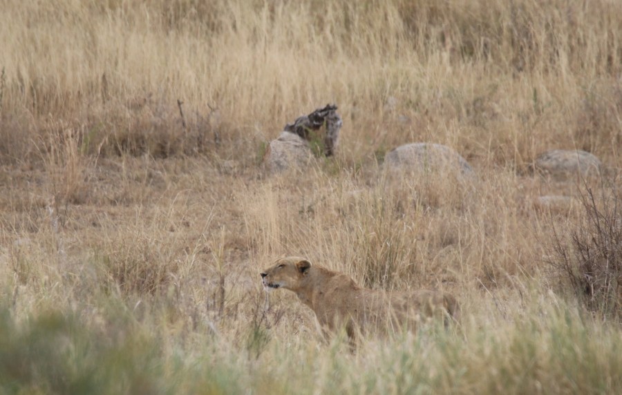 上图：东非大草原上，一只狮子埋伏在溪水边草丛里，等候伏击一群斑马。由于狮子没有长途追击的耐力，所以一般采取伏击的方式潜伏等候猎物，然后突然跳起将猎物扑倒，攻击时的瞬间时速可达60-80公里。