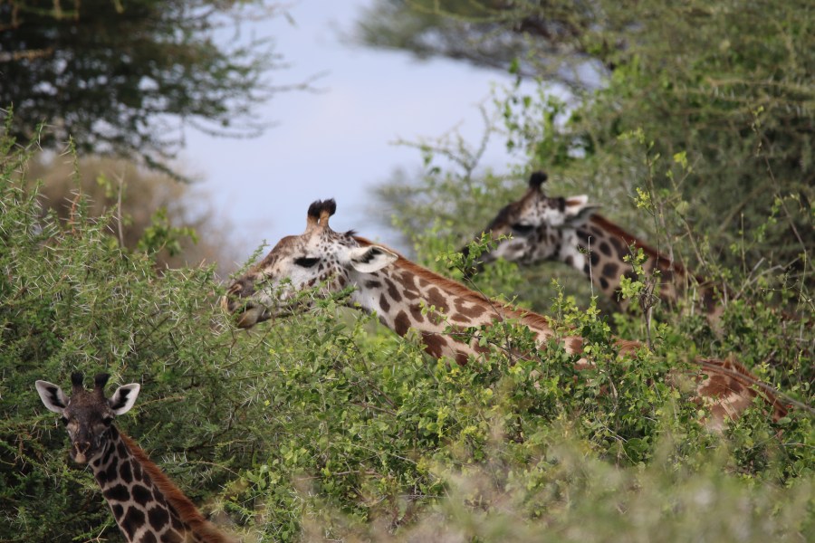 上图：东非的长颈鹿在长满荆棘的皂荚树（Acacia）上舔吃树叶，荆棘完全不妨碍长颈鹿灵巧的舌头，也不会扎着长颈鹿的脖子。神造荆棘，也是可以提供动物做食物的。