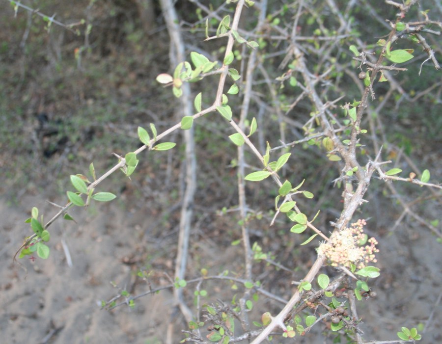 上图：以色列的「凤仙花」（散沫花、指甲花）在第三年成熟，叶子可以用来提取染料，部分小枝会退变成坚硬的针刺。古代以色列人沿着葡萄园外圈栽种「凤仙花」，作为保护葡萄园免受动物破坏的篱笆墙。因此，「我以我的良人为一棵凤仙花」（歌一14），也是比喻良人是佳偶的保护者。