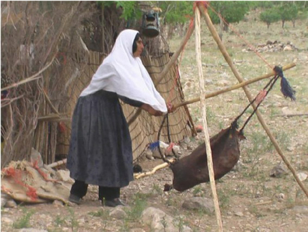 上图：中东游牧部落的妇女在摇牛奶。酪浆被放在羊皮袋（Mashk）里，悬挂在三脚架上，来回摇动一个小时后，可以分离出奶油，然后将奶油捞出。