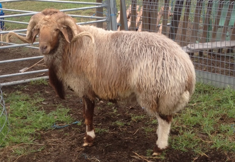 上图：以色列最常见的肥尾羊Awassi sheep，角很容易被树枝卡住。