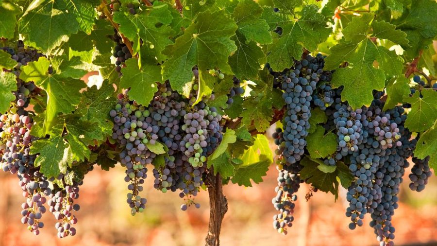 上图：今日以色列加利利山区的葡萄树。